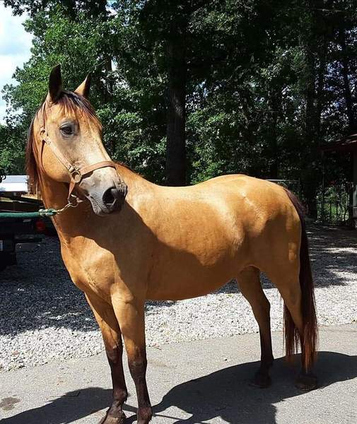 HOLD YOUR HORSES... Buckskin DREAM HORSE 