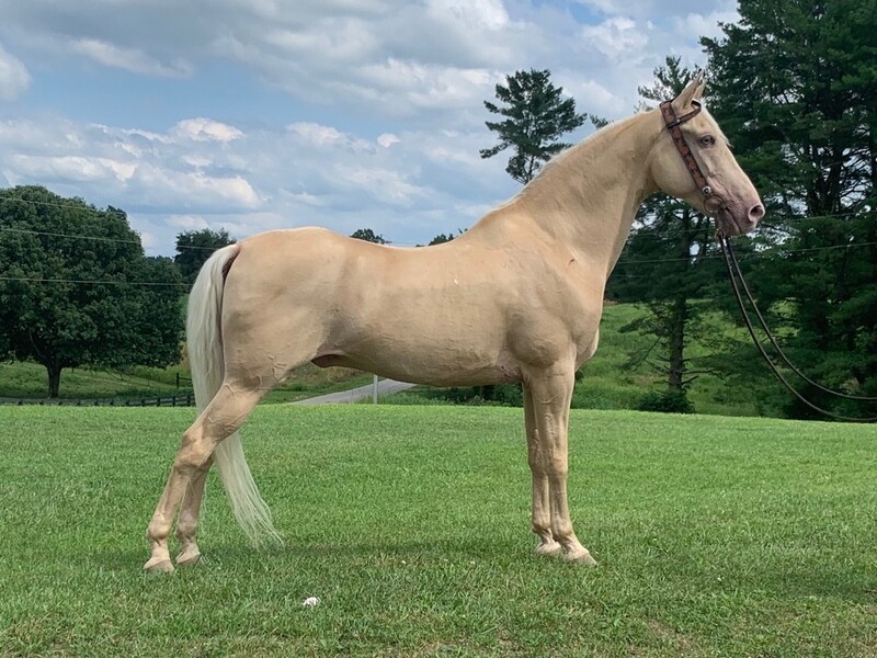 Gaited Champagne Trail Horse For Sale in Casey, Kentucky, United States
