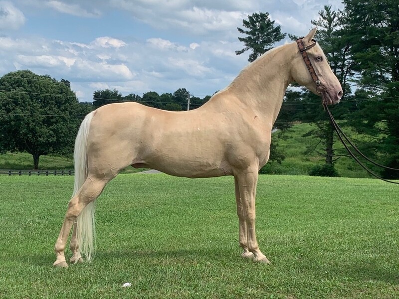 Gaited Horses For Sale