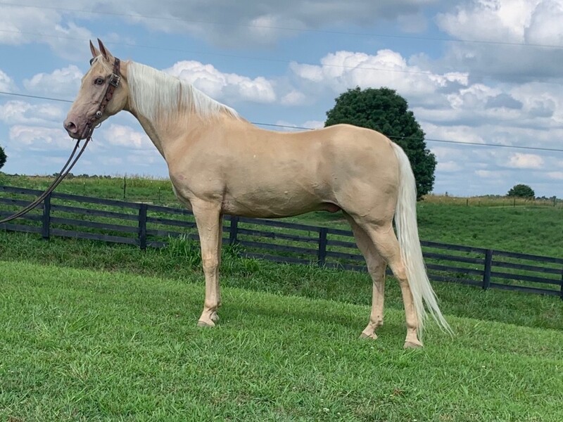 Gaited Champagne Trail Horse For Sale in Casey, Kentucky, United States