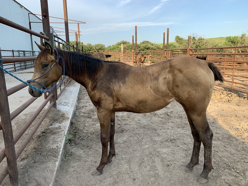 Buckskin mule sales for sale