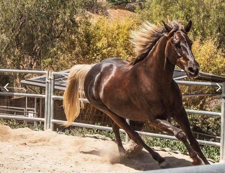 Stunning Well Trained Trail Horse For Sale in Orange, California