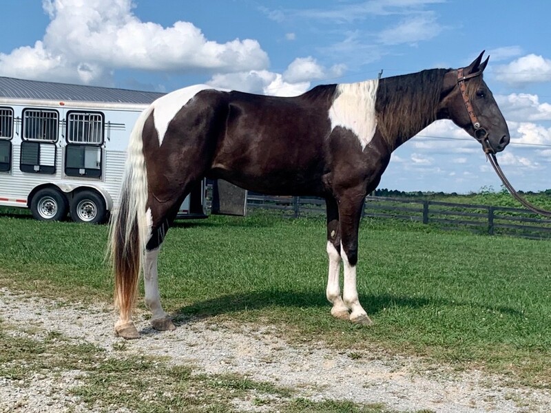 Chocolate and White Spotted Trail Horse For Sale in Casey, Kentucky