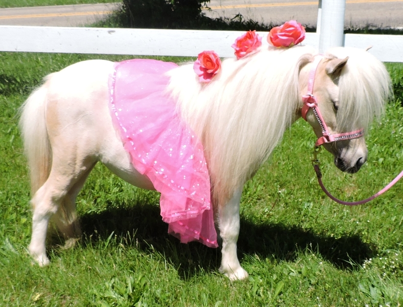 TRUE TINY Therapy Trained Miniature Horses FOR SALE