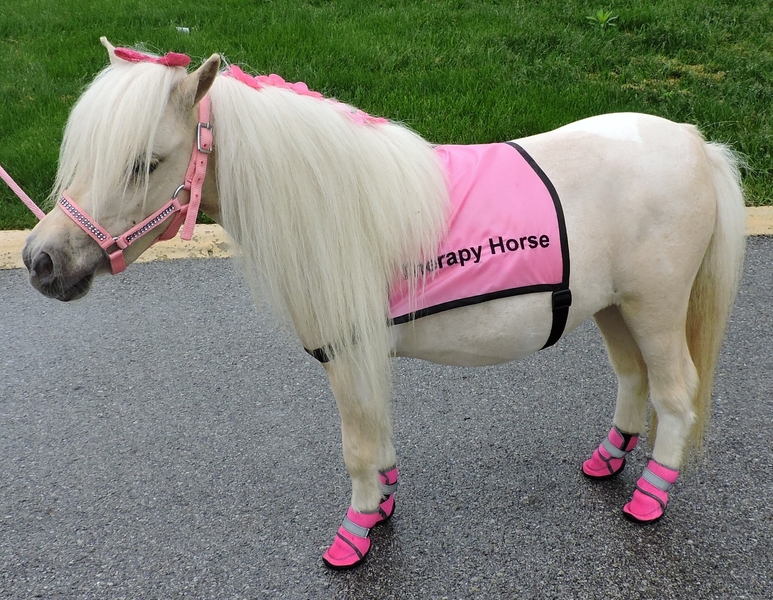 26" tall Therapy Trained Miniature Horses FOR SALE For Sale in Manatee