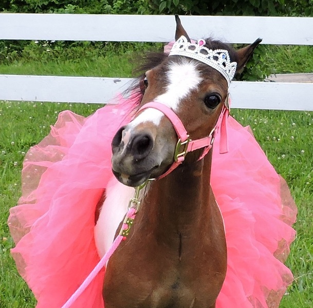 22"25" Tall Therapy Mini Horses For Sale in Manatee, Florida, United