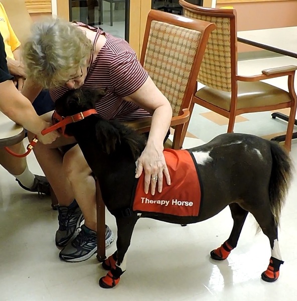 22"25" Tall Therapy Mini Horses For Sale in Manatee, Florida, United