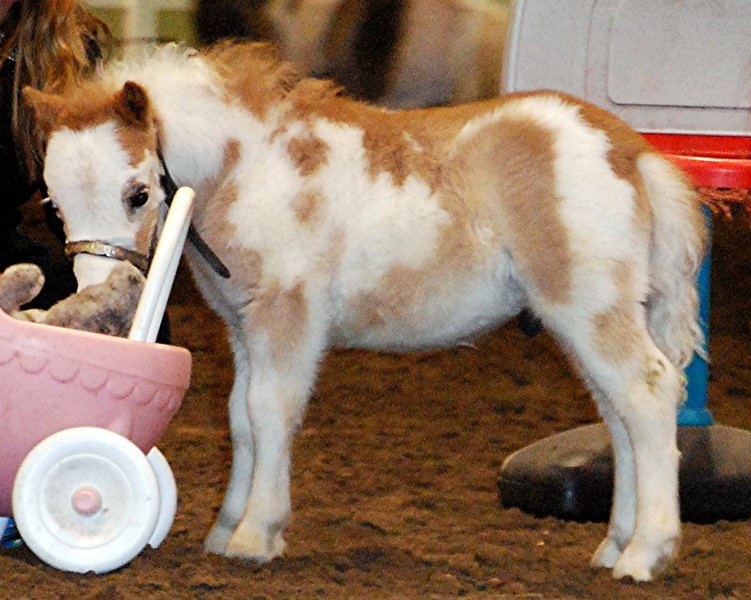 TINY 2022 Miniature Foals! Therapy Prospects!