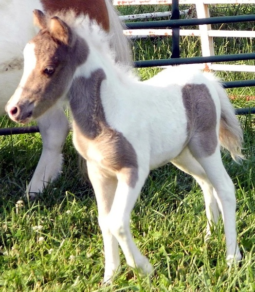 TINY 2022 Miniature Foals! Therapy Prospects!