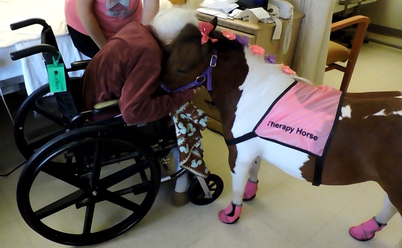 Subscribe to our Therapy Horse Newsletter