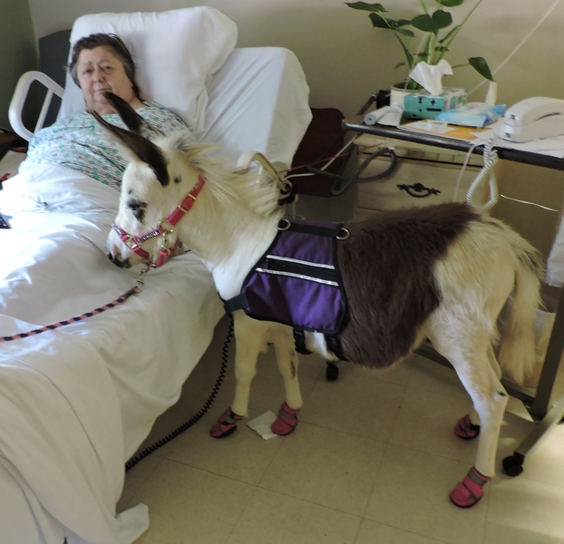 Subscribe to our Therapy Horse Newsletter