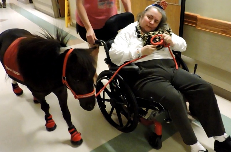 Mobility Service Horse Training 