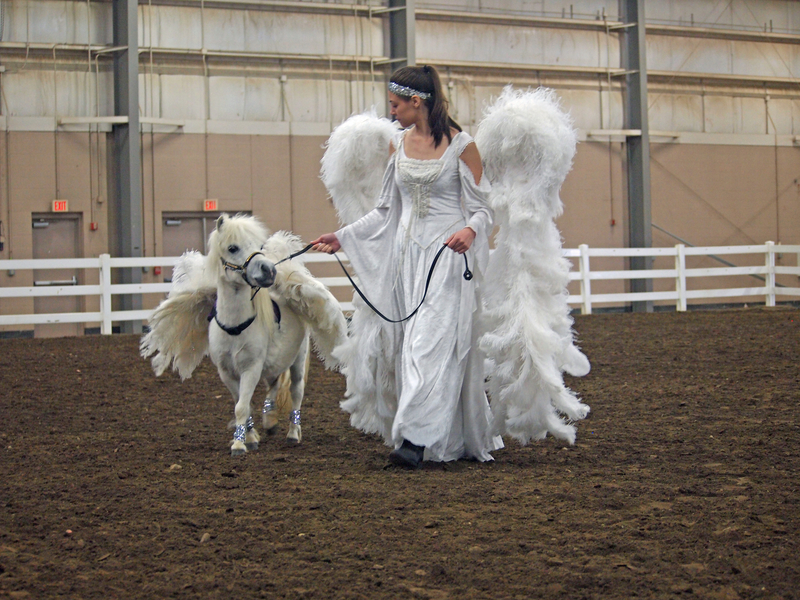 Therapy Horse & Trick Training Clinics!