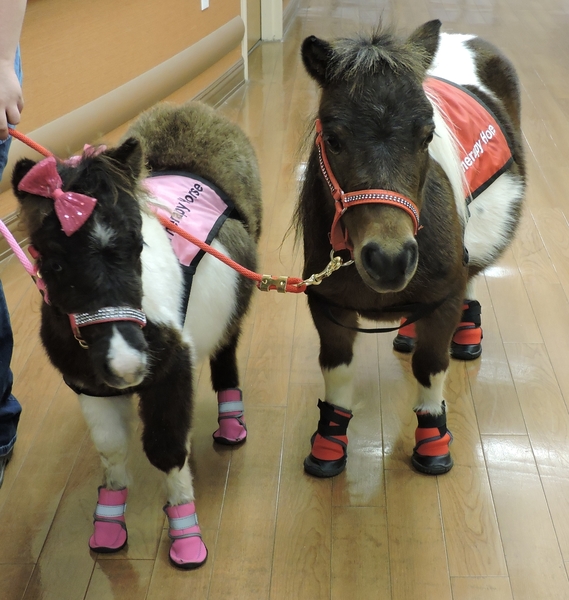 Therapy Horse & Trick Training Clinics!