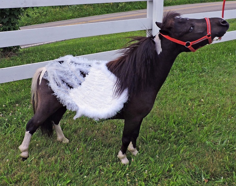 Horses for Sale The Therapy Angels, Lakewood Ranch