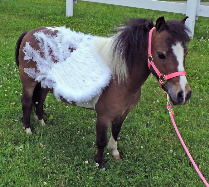 MINIATURE THERAPY ANGELS THERAPY TRAINED MINIATURE HORSES For Sale in