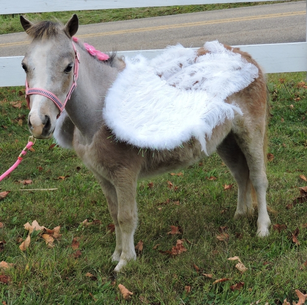 MINIATURE THERAPY ANGELS THERAPY TRAINED MINIATURE HORSES For Sale in