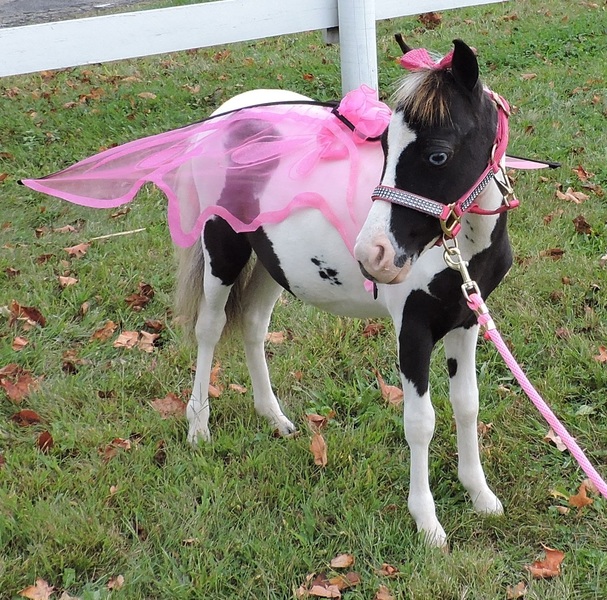 MINIATURE THERAPY ANGELS THERAPY TRAINED MINIATURE HORSES For Sale in