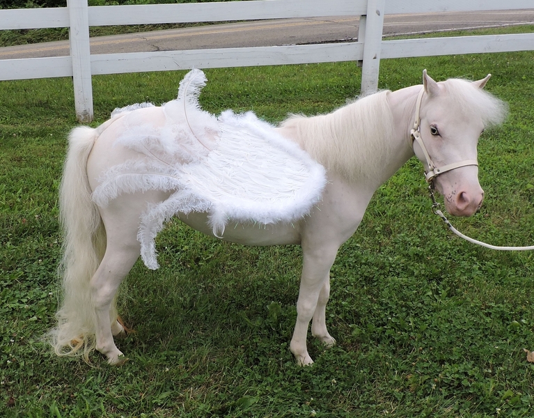 MINIATURE THERAPY ANGELS - THERAPY TRAINED MINIATURE HORSES