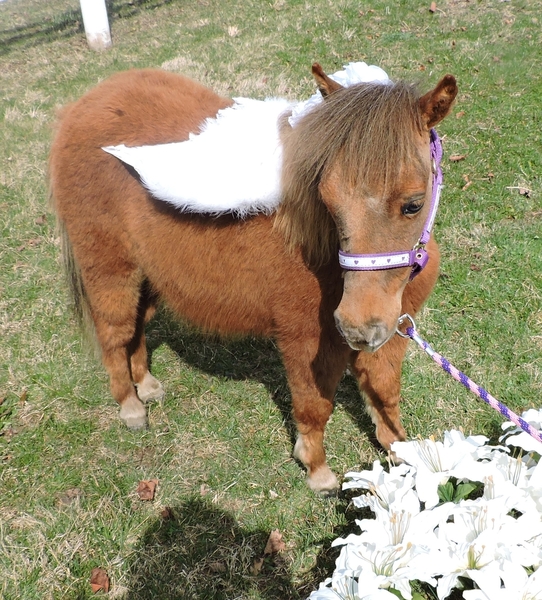 MINIATURE THERAPY ANGELS - THERAPY TRAINED MINIATURE HORSES