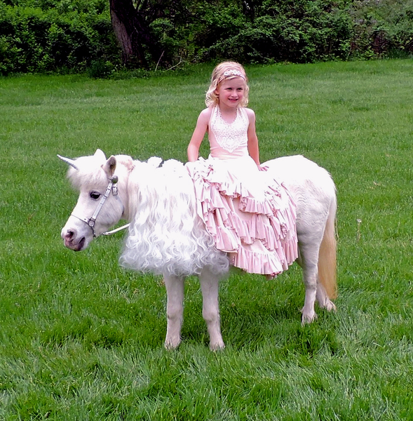 Miniature Unicorns for Therapy &amp; Photo Sessions!