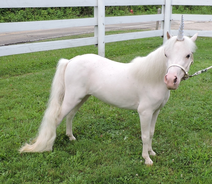 Miniature Unicorns for Therapy &amp; Photo Sessions!