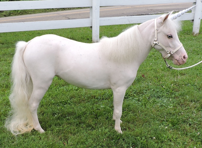Miniature Unicorns for Therapy &amp; Photo Sessions!