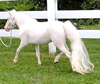 Miniature Unicorns for Therapy &amp; Photo Sessions!
