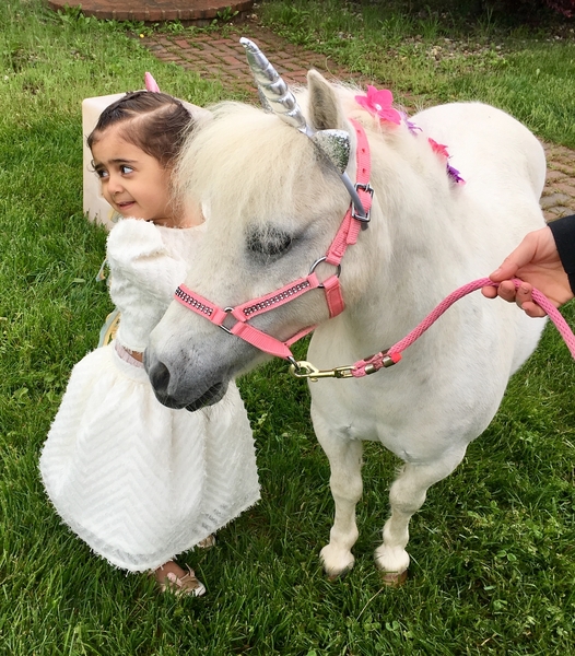 Miniature Unicorns for Therapy &amp; Photo Sessions!