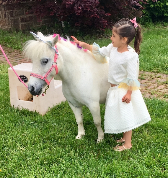 Miniature Unicorns for Therapy &amp; Photo Sessions!