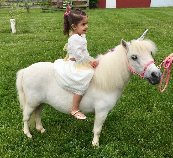 Miniature Unicorns for Therapy &amp; Photo Sessions!