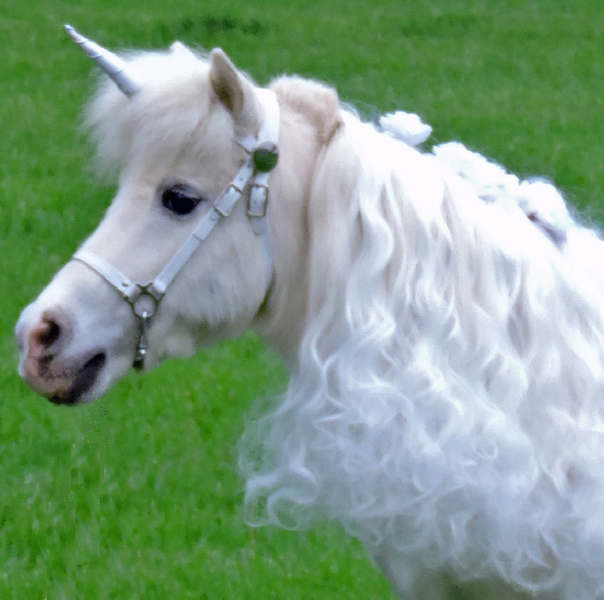 Miniature Unicorns for Therapy &amp; Photo Sessions!