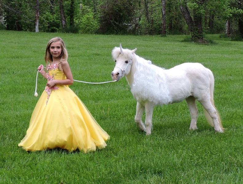 Miniature Unicorns for Therapy &amp; Photo Sessions!