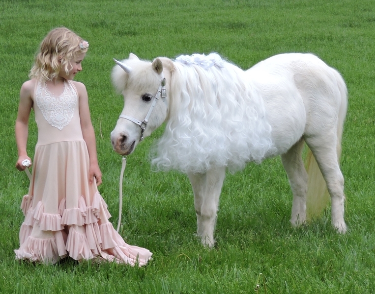 Miniature Unicorns for Therapy &amp; Photo Sessions!