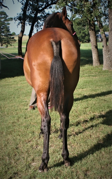 2015 Pure Andalusian Bay Mare