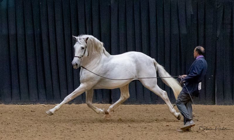 Saltador ORO, Horse of the Year at Stud