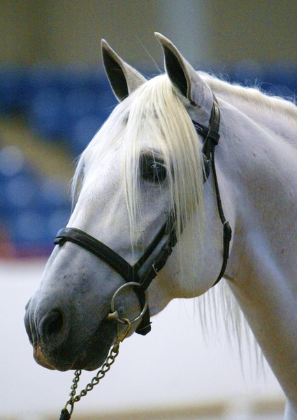Saltador ORO, Horse of the Year at Stud