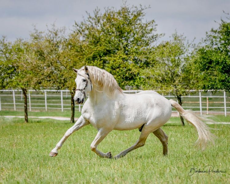 Saltador ORO, Horse of the Year at Stud