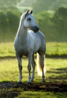 Saltador ORO, Horse of the Year at Stud