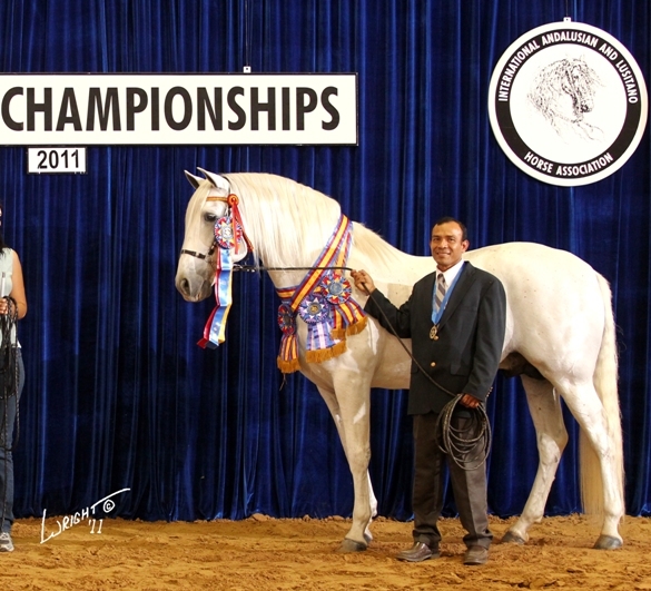 Saltador ORO, Horse of the Year at Stud