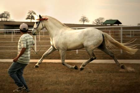 Saltador ORO, Horse of the Year at Stud
