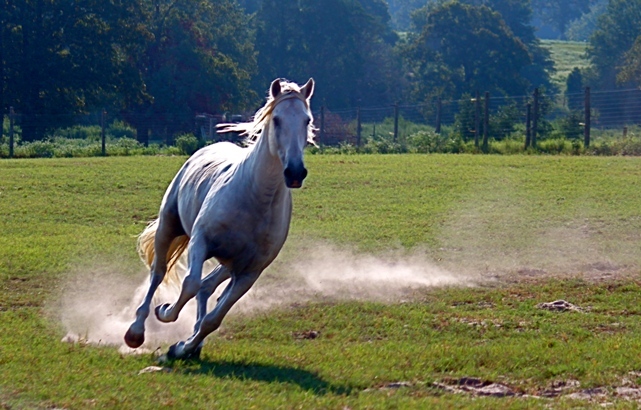 Saltador ORO, Horse of the Year at Stud