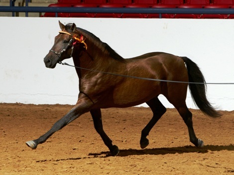 5 times National Champion Bay (died in 2022 at age 25; info left in place for clients)