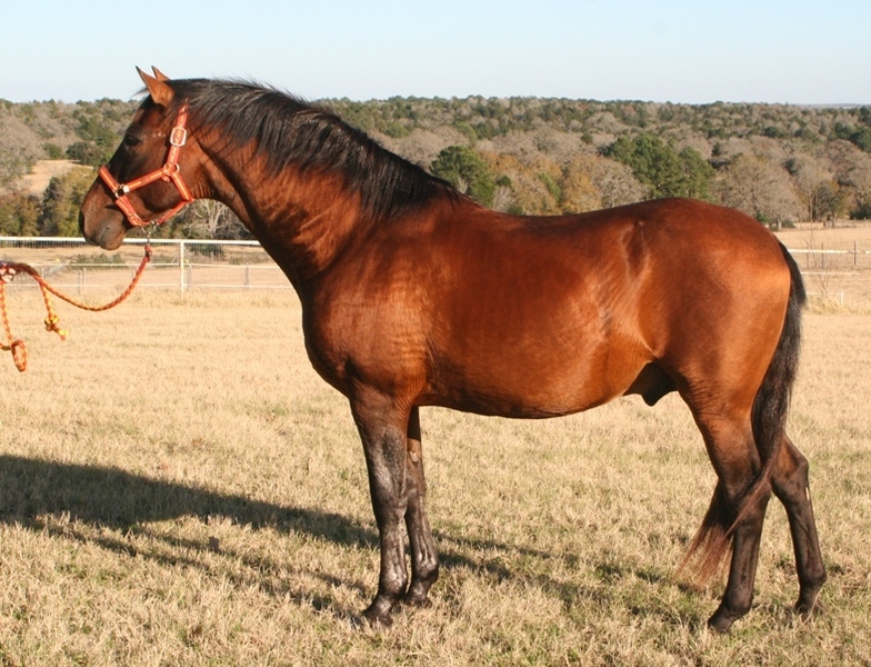 5 times National Champion Bay (died in 2022 at age 25; info left in place for clients)