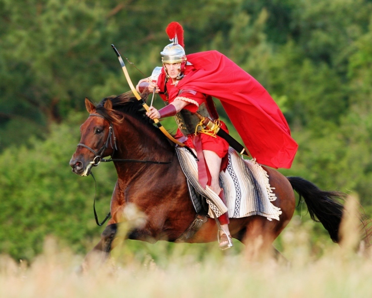 5 times National Champion Bay (died in 2022 at age 25; info left in place for clients)