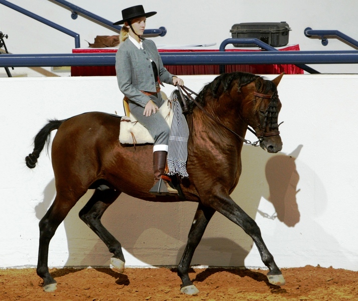 5 times National Champion Bay (died in 2022 at age 25; info left in place for clients)