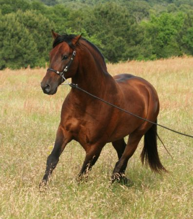 5 times National Champion Bay (died in 2022 at age 25; info left in place for clients)