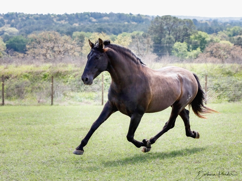 Black PRE Andalusian at Stud