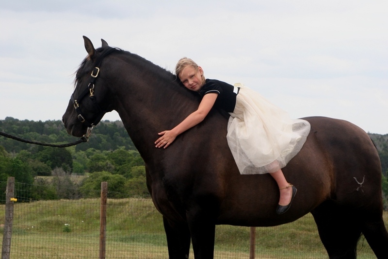 Black PRE Andalusian at Stud
