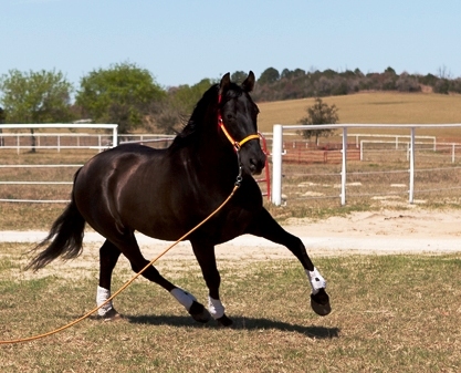 Black PRE Andalusian at Stud